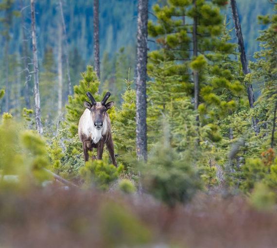 Caribou in the Boreal forest