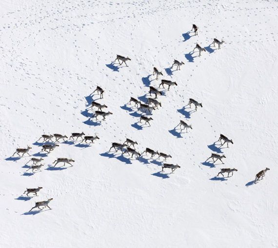 Caribou herd seen from above