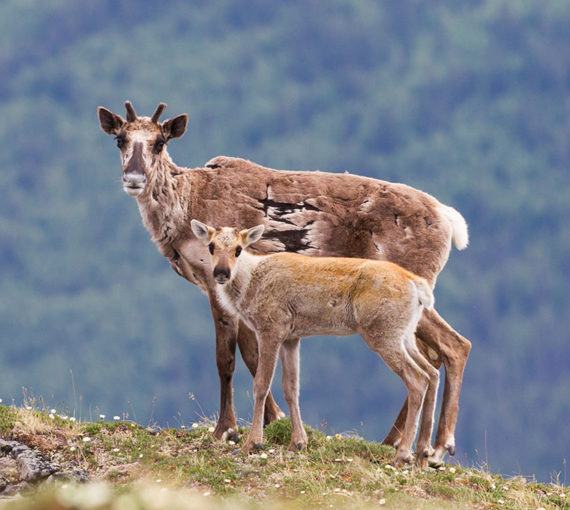 Female caribou and calf
