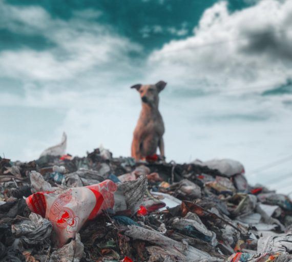 dog on top of plastic waste pile