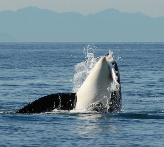 Salish Sea orca catching Chinook salmon