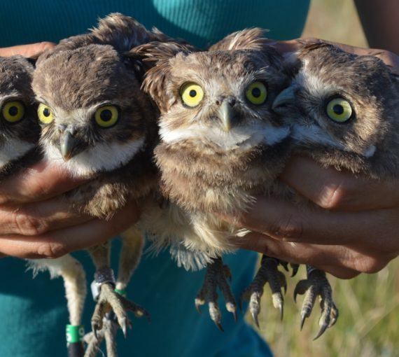 Burrowing Owls from The Burrowing Owl Conservation Society of B.C.
