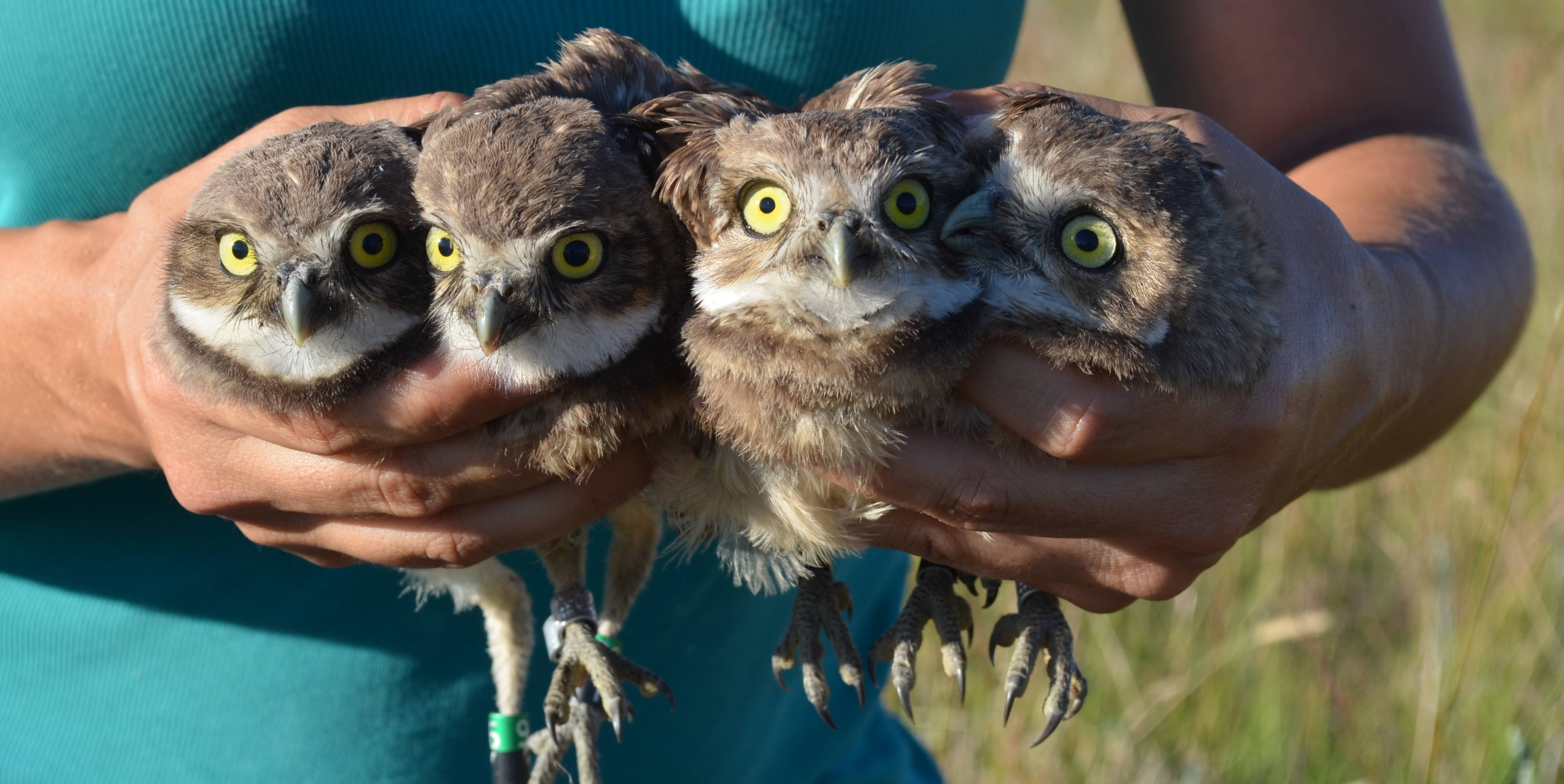 Burrowing Owls from The Burrowing Owl Conservation Society of B.C.