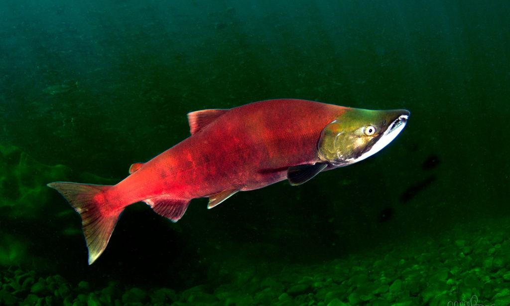 Fraser River sockeye salmon
