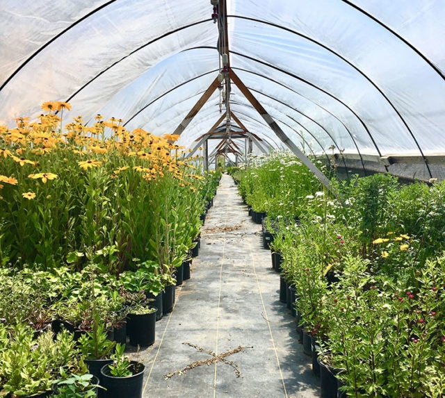 How and where to source native seeds and plants David Suzuki Foundation