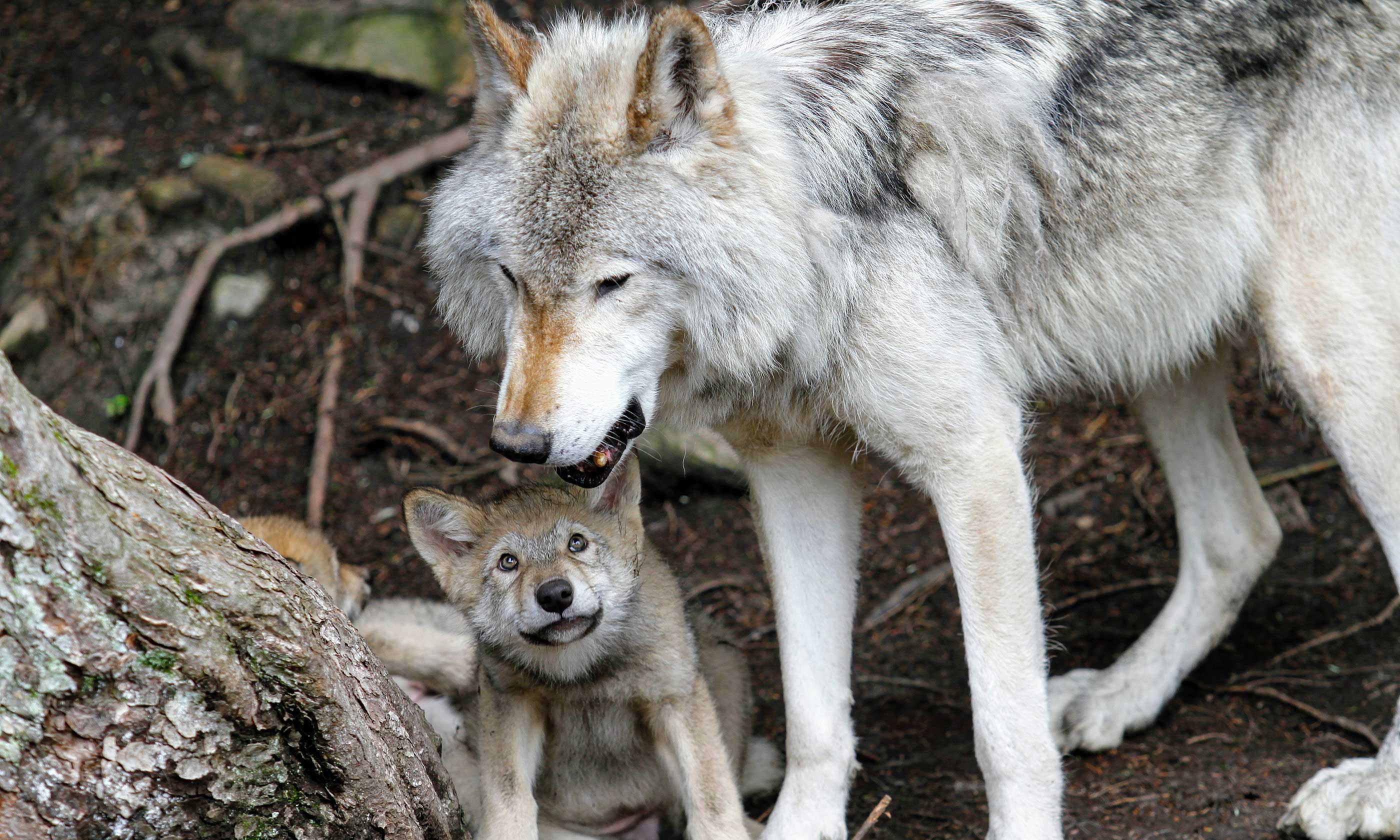 You spoke up for Ontario's wolves and coyotes - David Suzuki Foundatio...