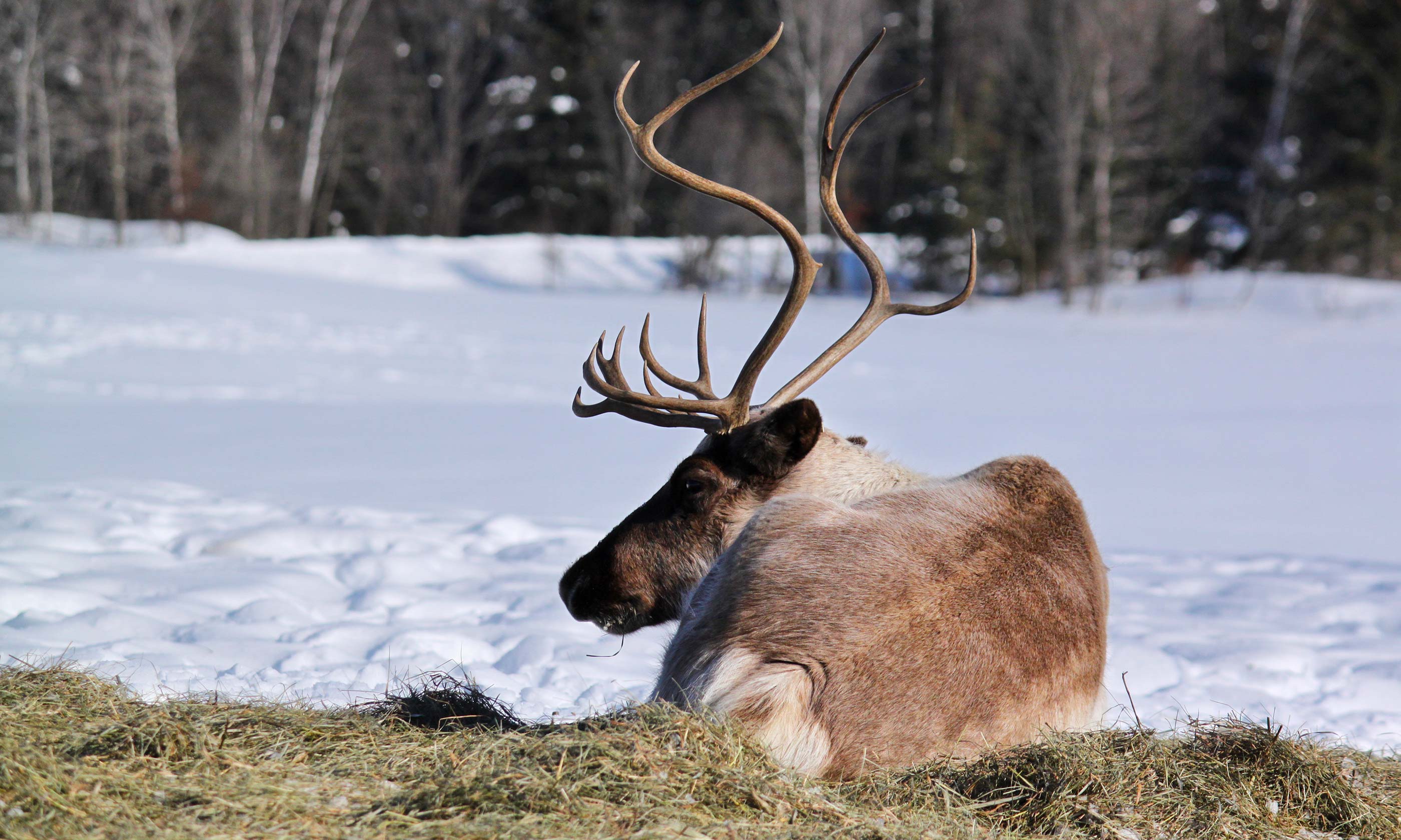 Demand more government protection for caribou - David Suzuki Foundation