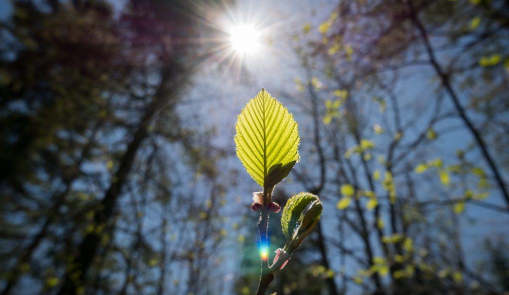 A leaf in a sunbeam with forest in the background