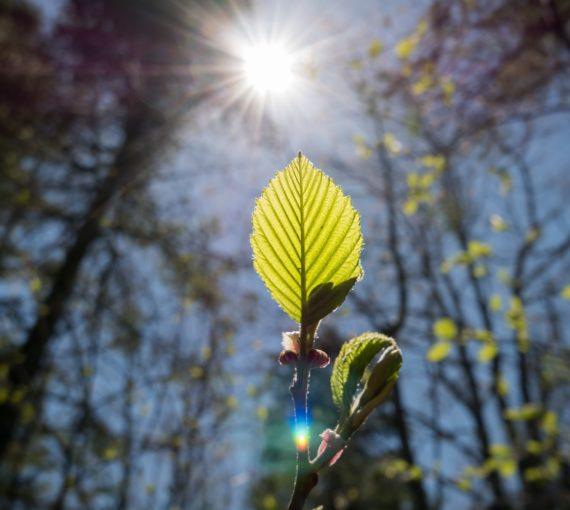 A leaf in a sunbeam with forest in the background
