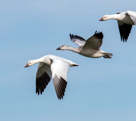 Three snow geese in flight