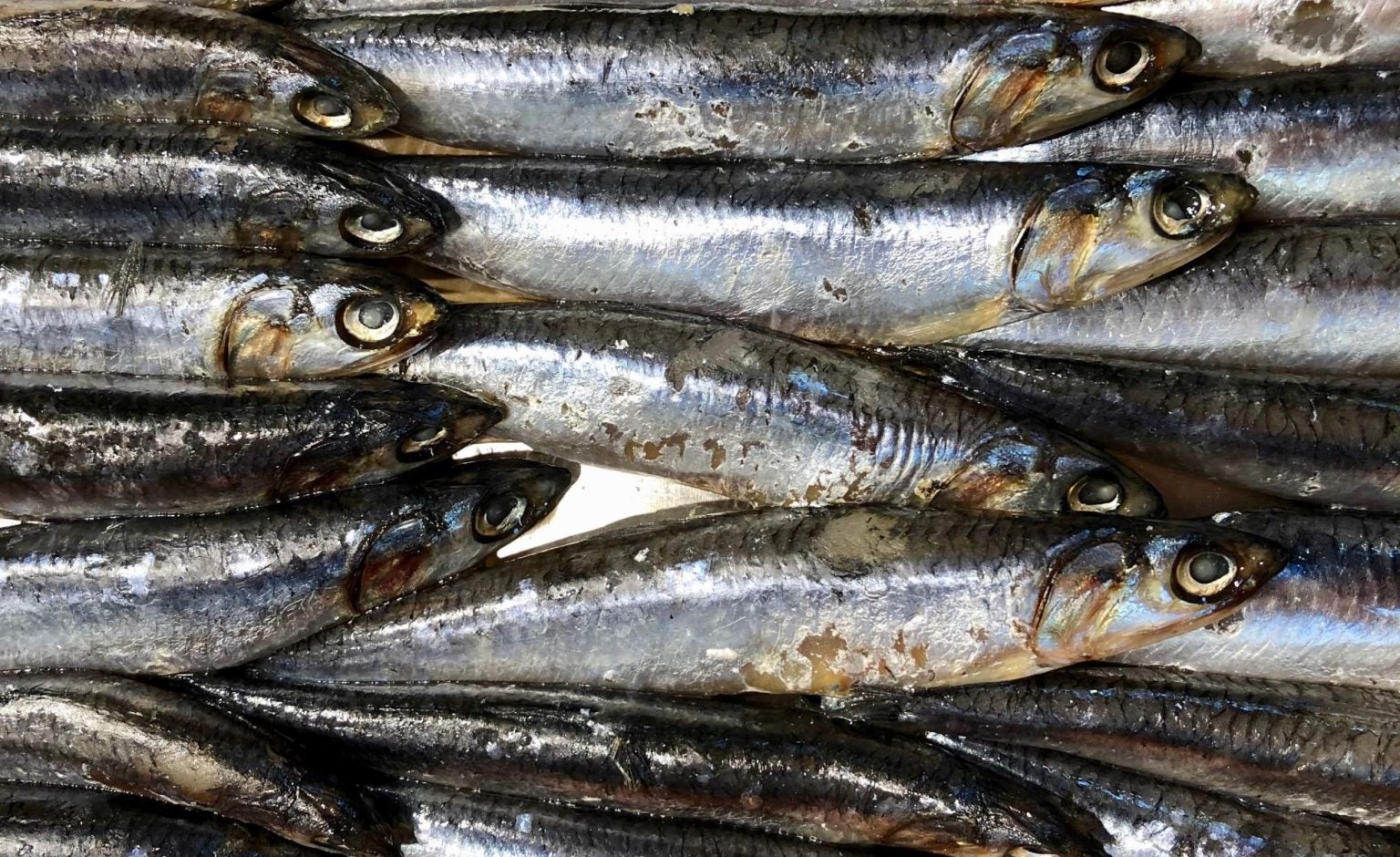 Canada’s highstakes herring fishery gamble David Suzuki Foundation