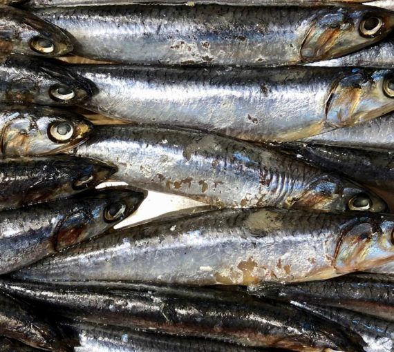 several herring on counter