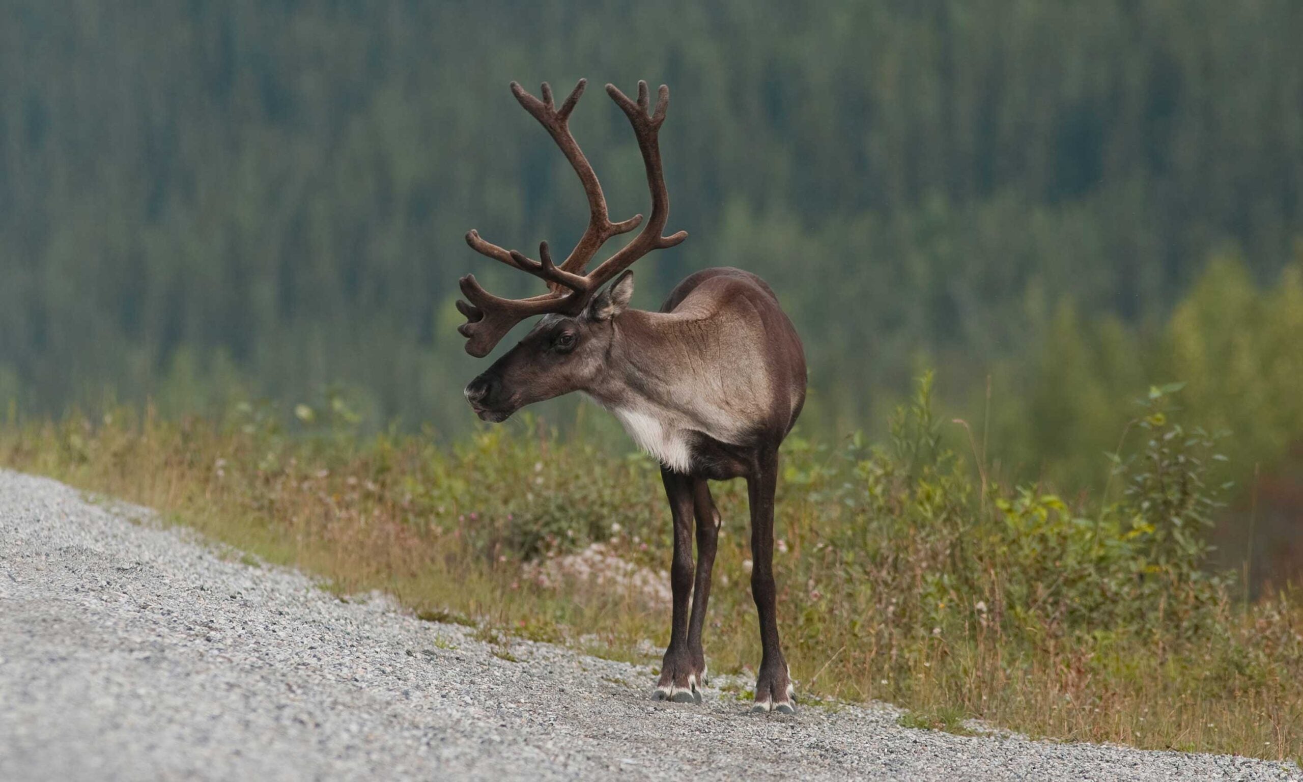 You supported caribou recovery in Saskatchewan! David Suzuki Foundation