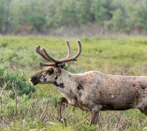 caribou in grassland with boreal forest in backround