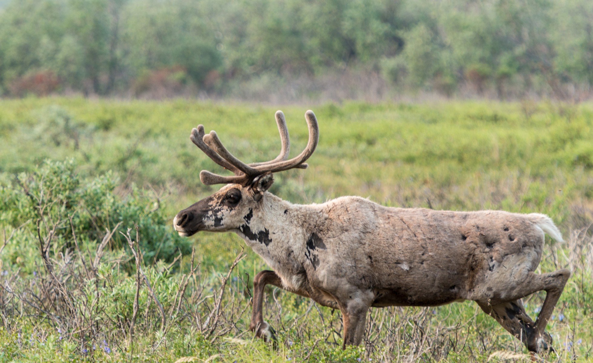 Wood surplus shows there’s room for the forestry industry and caribou ...