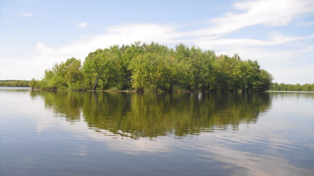 Trees sitting on a lake in a healthy ecosystem