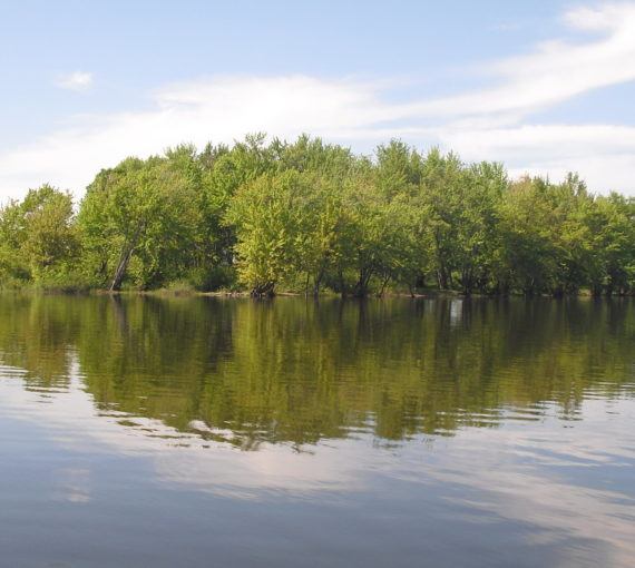 Trees sitting on a lake in a healthy ecosystem