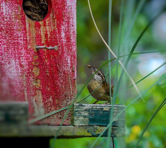 Bird building a nest in a birdhouse