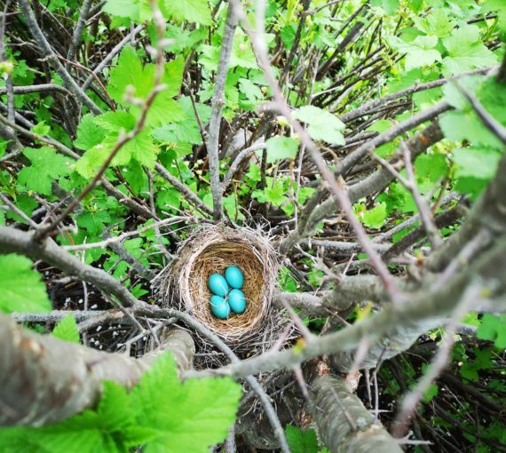 Blue bird eggs in a nest in the trees