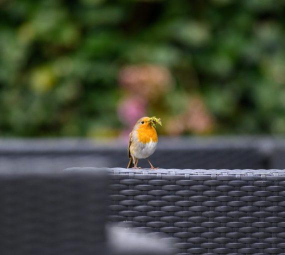Robin sitting on porch holding moss in it's beak