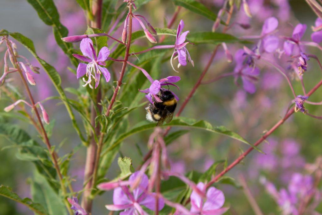 A bumblebee on a fireweed plant
