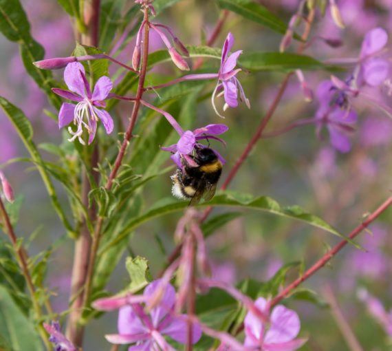 A bumblebee on a fireweed plant
