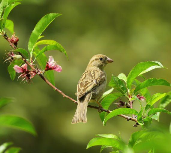 Grey brid sitting on branch with pink flowers