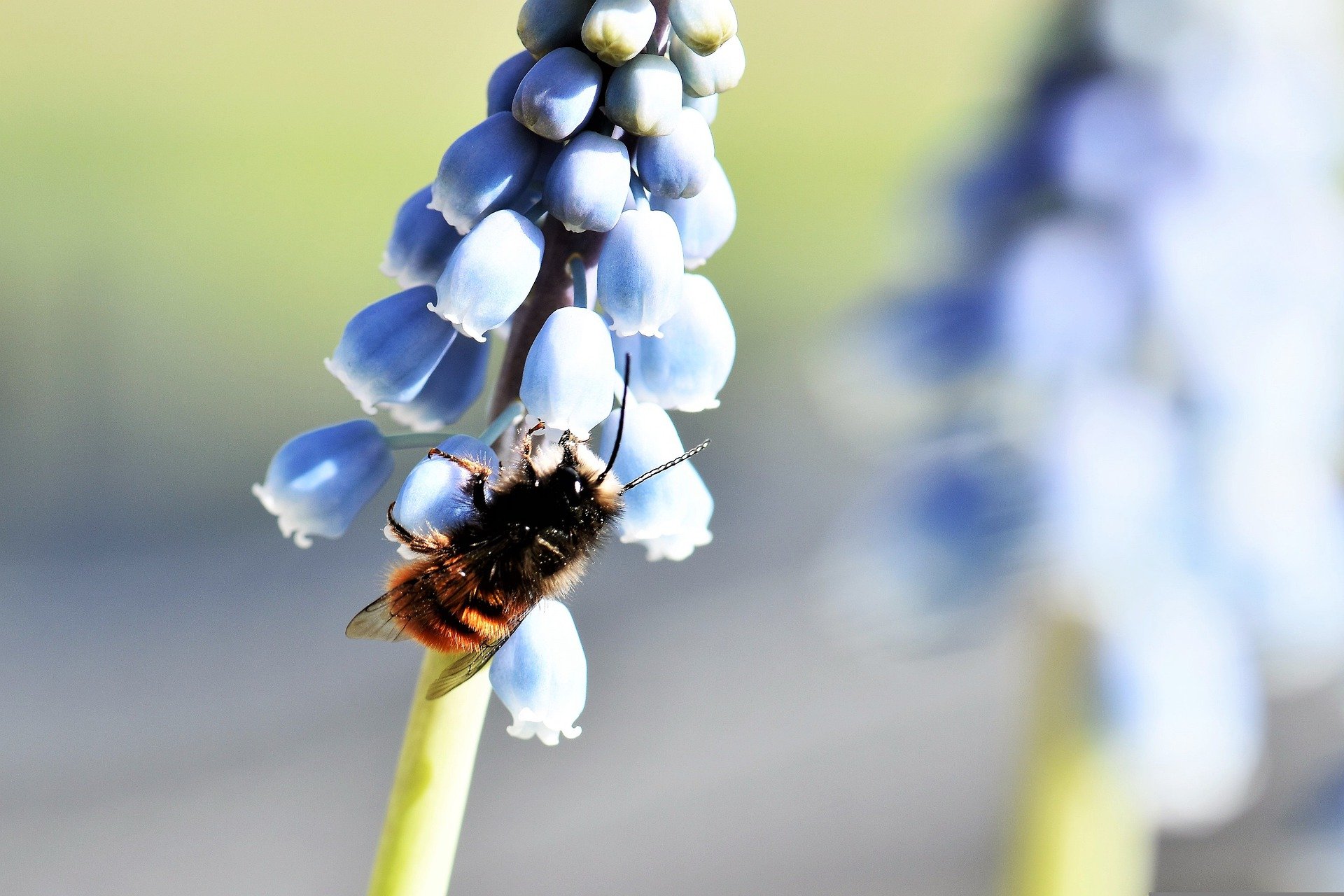 How to support the bumble bees - Garden tips - Garden Centres Canada
