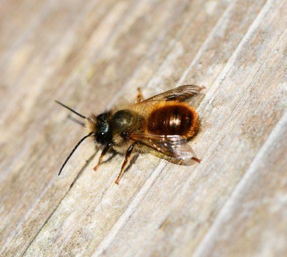 Red mason bee resting on wood