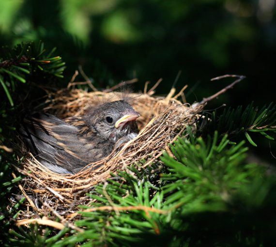 Song bird laying in a nest