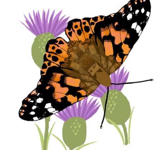 Painted lady butterfly illustration