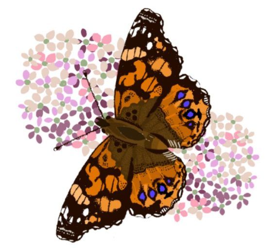 West Coast Lady butterfly illustration