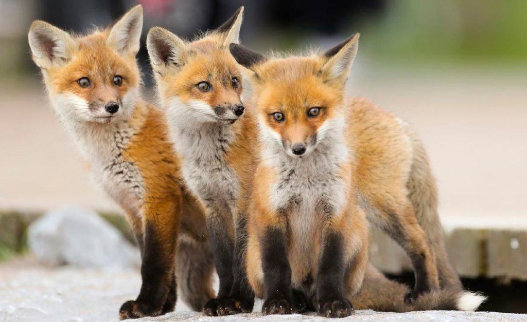 Three foxes huddled together