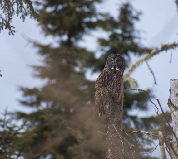 Brown owl sitting on tree branches in the forest
