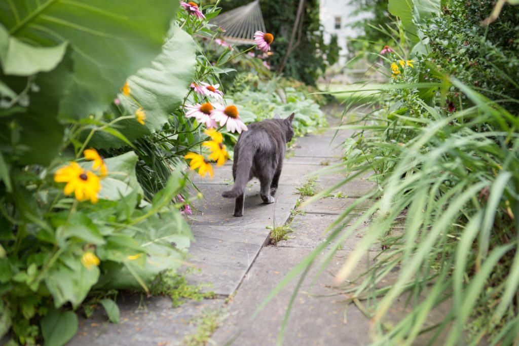 Cat wandering through a garden