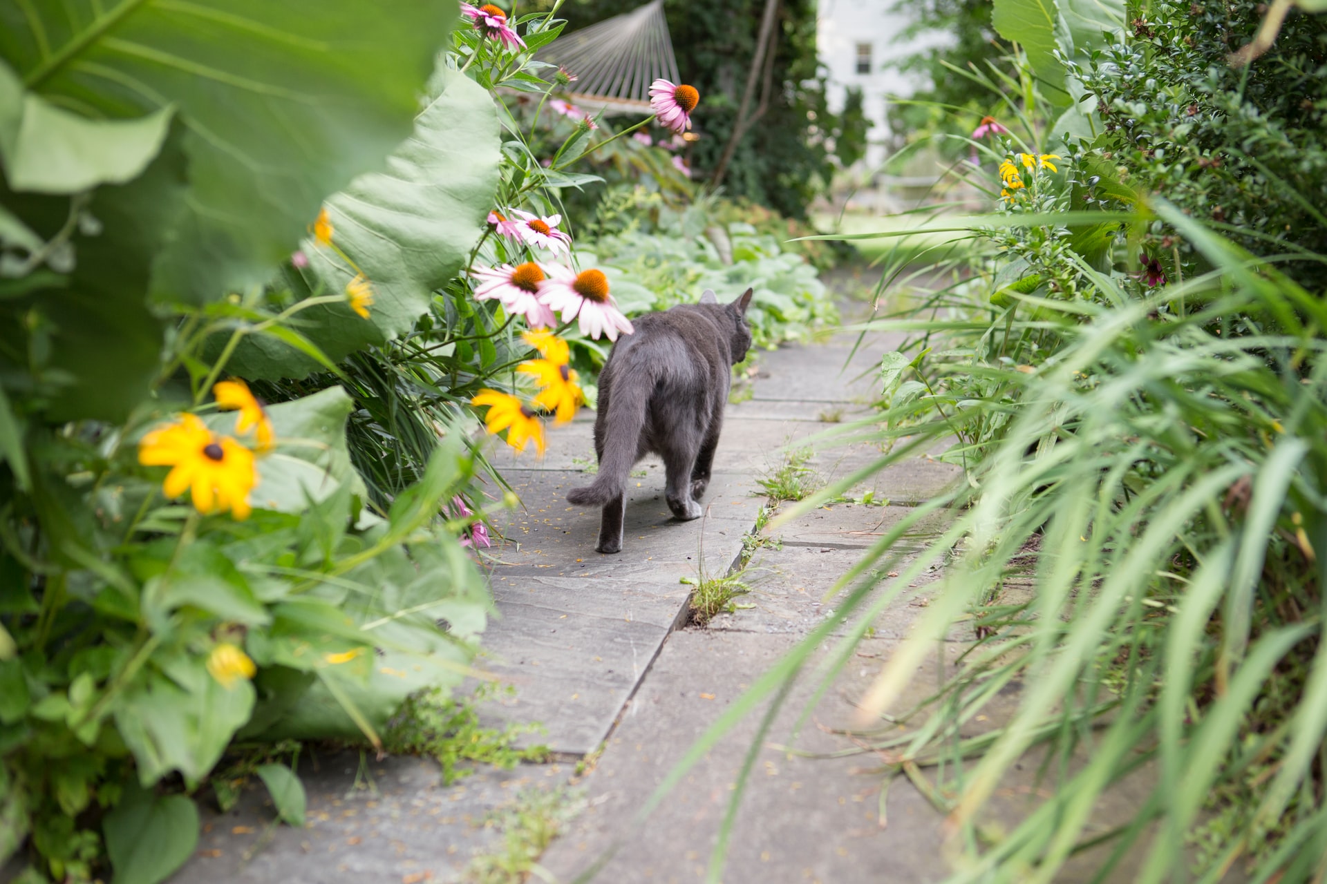 cat wandering in garden