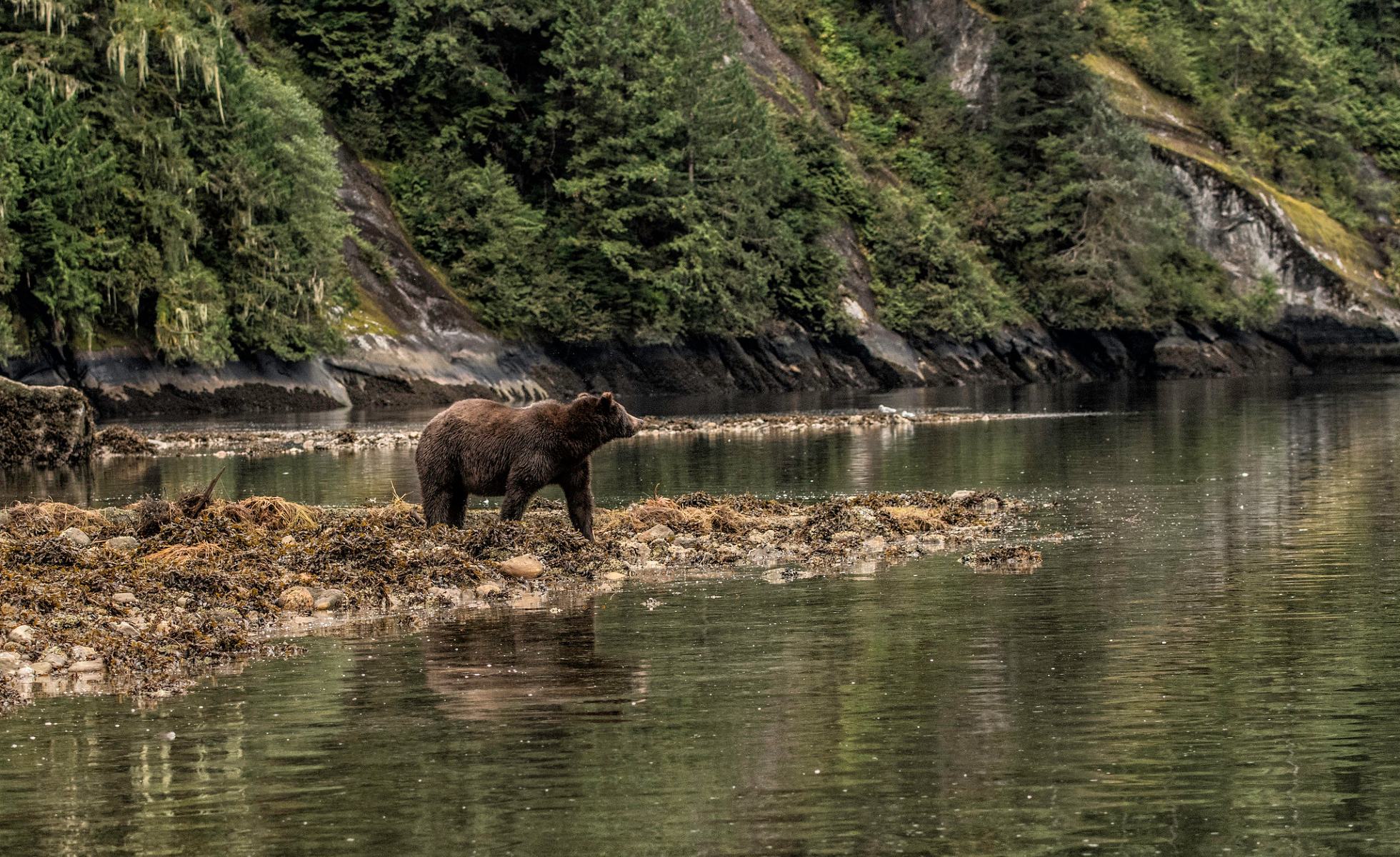 Grizzly bear standing at water's edge