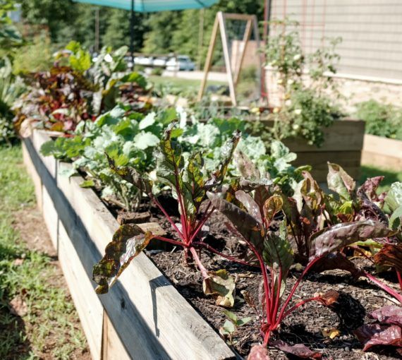 Vegetables and Fruits growing in a raised planter