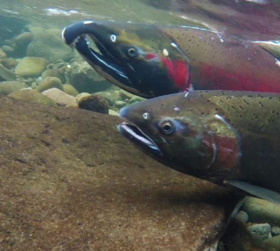 two salmon underwater