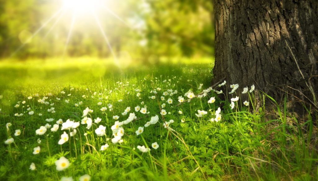 light peering through trees with grass filled with small white flowers