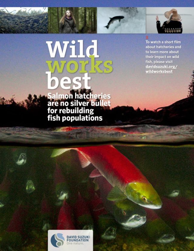 Wild works best: A conversation about salmon hatcheries