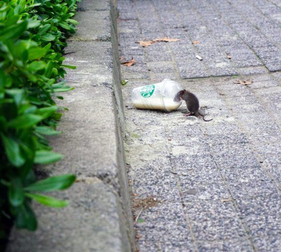 Mouse on a cup in the street