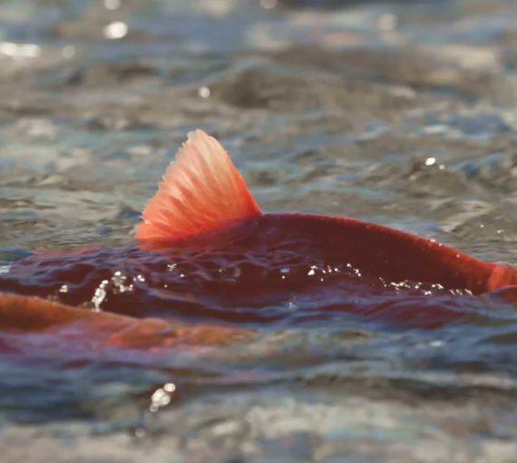 Salmon in the Fraser River
