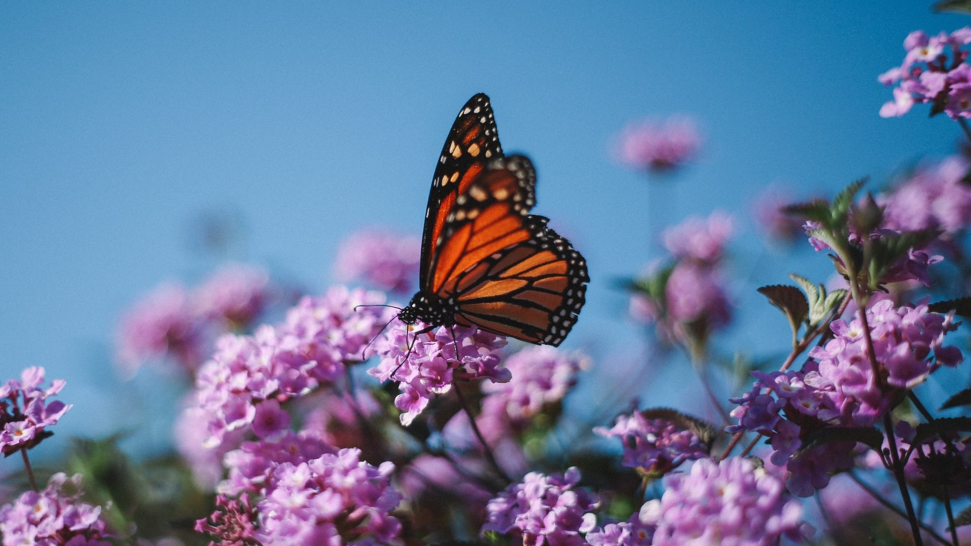 Monarch butterfly resting on flowers