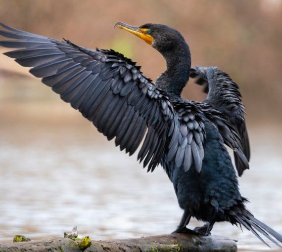 double-crested cormorants with wings open over body of water