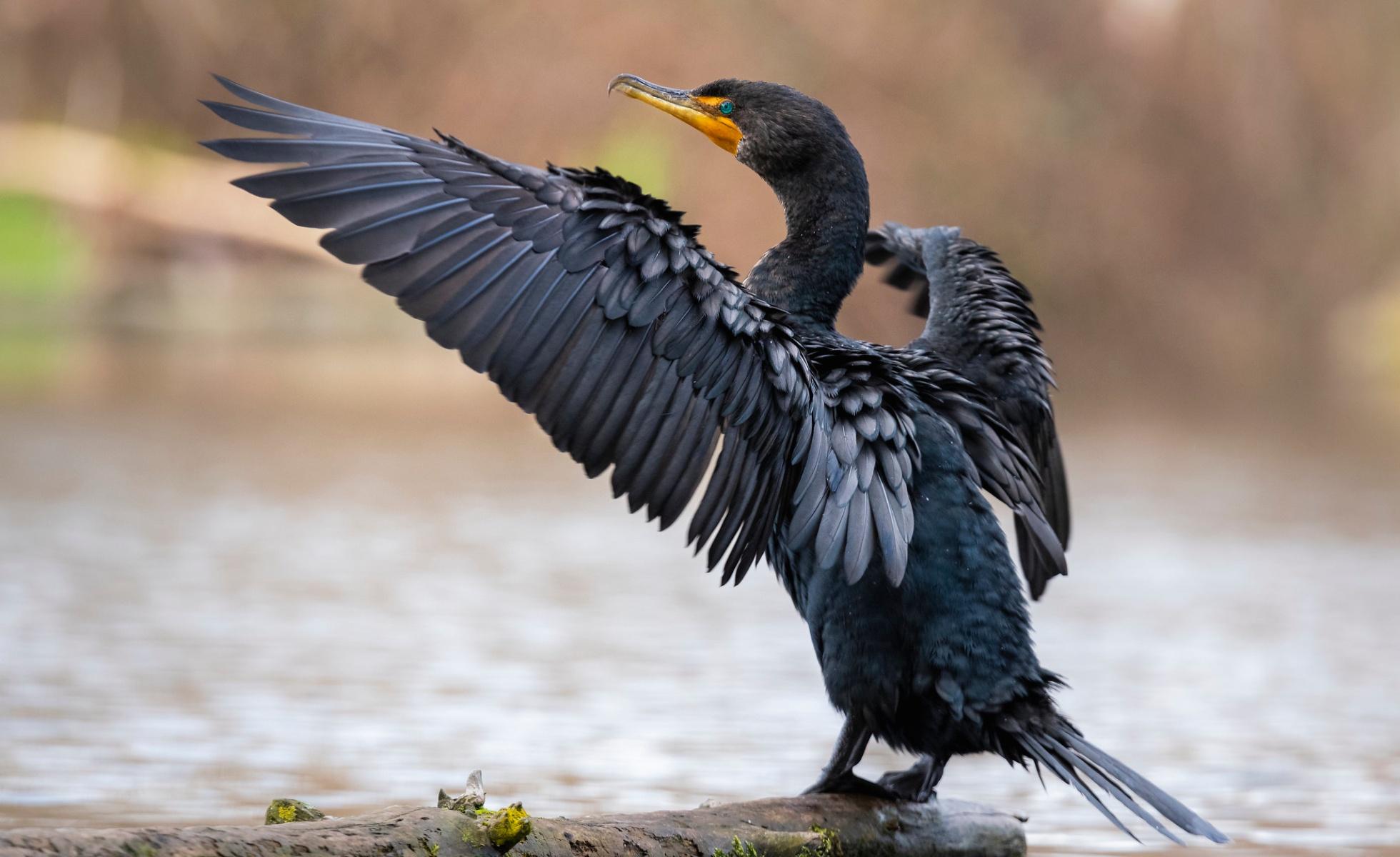 double-crested cormorants with wings open over body of water