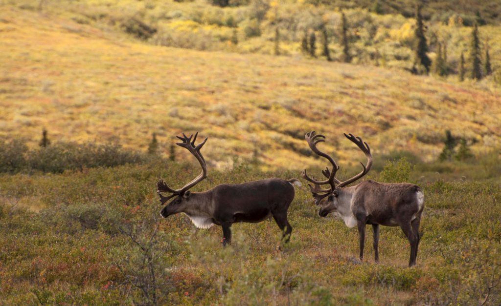 What do we lose when the caribou disappear? - David Suzuki Foundation