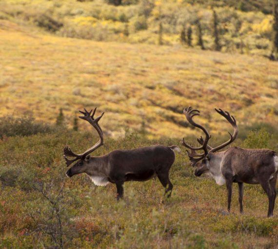 Two caribou standing in an open field