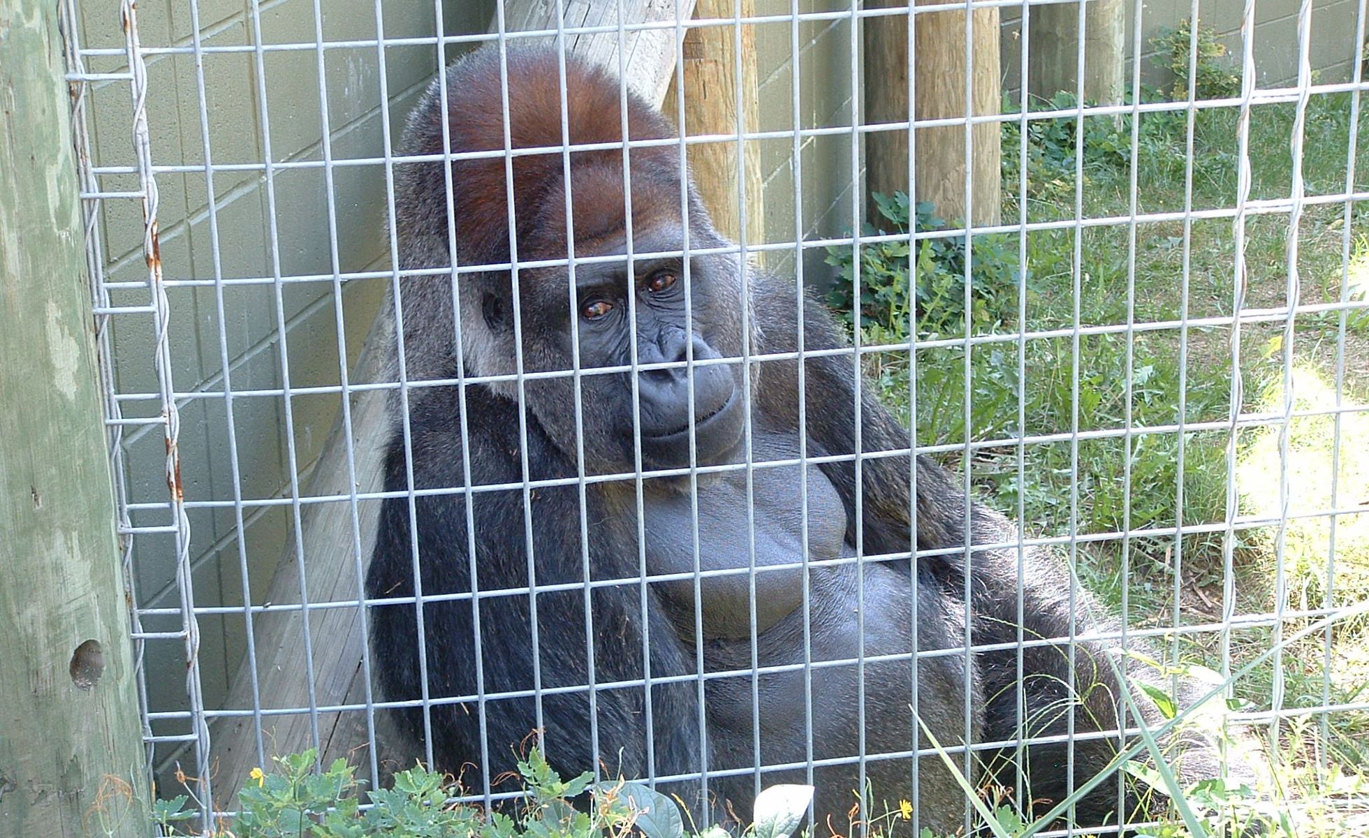 Male gorilla in captivity at Toronto Zoo