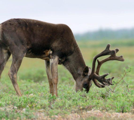 The-boreal-region-is-home-to-the-threatened-species-of-Woodland-Caribou